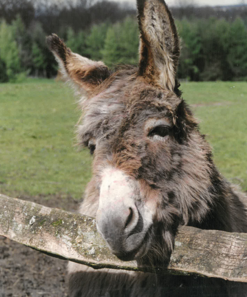 Chester The Donkey